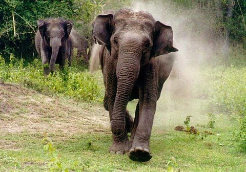 ഇന്ത്യയില് കടുവയുടെയും ആനയുടെയും ആക്രമണത്തില് ദിവസവും ഒരാള് വീതം കൊല്ലപ്പെടുന്നു