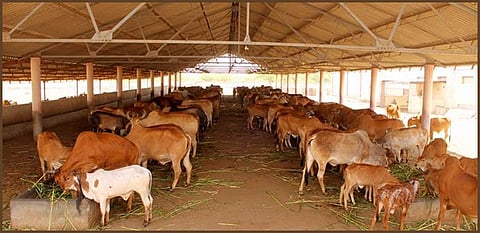 ഗോമൂത്രം ലിറ്ററിന് പത്തുരൂപ നിരക്കില് ശേഖരിക്കണം:ഗോസേവാ ആയോഗ്