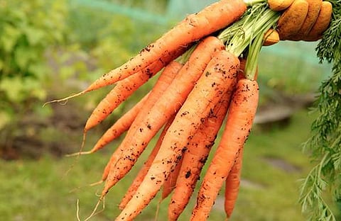 കൂടുതല് ഗുണം പ്രതീക്ഷിച്ച് ജൈവഭക്ഷണത്തിനു പൈസ മുടക്കുന്നതു വെറുതെയാണ്