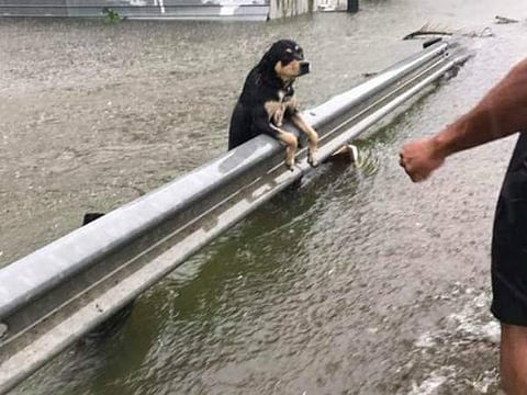 വെള്ളപ്പൊക്കത്തില് ഒറ്റപ്പെട്ടുപോകുന്ന നായ്ക്കളുടെ ചിത്രങ്ങള് കണ്ണീരണിയിക്കുന്നു