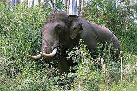 കുത്താമ്പിള്ളിയില് കാട്ടാനക്കൂട്ടം: തിങ്ങിക്കൂടിയ ജനക്കൂട്ടത്തെ പിരിച്ച് വിടാന് 144 പ്രഖ്യാപിച്ചു