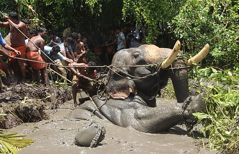 ഇടഞ്ഞോടി ചതുപ്പില് പെട്ട ആനയെ കരയ്ക്കു കയറ്റാനുള്ള രക്ഷാപ്രവര്ത്തനം-ചിത്രം-മെല്ട്ടന് ആന്റണി