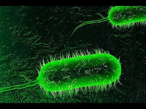 കൊല്ലത്ത് കോളറ സ്ഥിരീകരിച്ചു