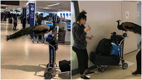 നിയമങ്ങള് പാലിച്ചില്ല; യുഎസ് വിമാനത്താവളത്തില് നിന്നും മയിലിനെ പുറത്താക്കി