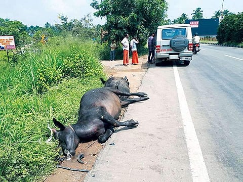 പോത്തുകള് കൂട്ടത്തോടെ റോഡില് ഇറങ്ങി; ദേശീയപാതയില് വാഹനങ്ങളുടെ കൂട്ടയിടി, ആറുമാസം പ്രായമുളള കുഞ്ഞിനടക്കം നാലുപേര്ക്ക് പരിക്ക്, നാല് പോത്തുകള് ചത്തു