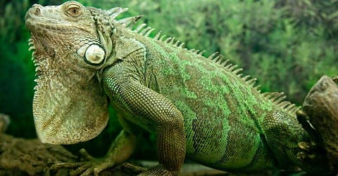 നാലായിരം രൂപയ്ക്ക് വാങ്ങിയ ഓന്ത് ചത്തു; വ്യാപാരിക്ക് ക്രൂരമര്ദ്ദനം