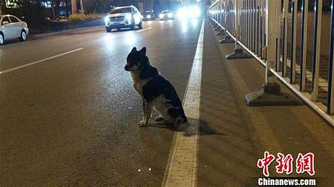 ഉടമ മരിച്ചതറിയാതെ കാത്തിരിപ്പ് 80 നാൾ; തോരുന്നില്ല കണ്ണുനീർ (വീഡിയോ)