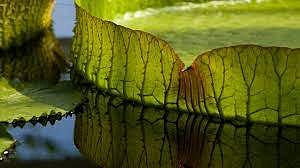 മലയാള കവിതയിലെ പ്രളയവാങ്മയങ്ങള്