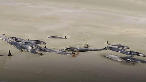 ന്യൂസിലന്റില് ചത്ത് കരയ്ക്കടിഞ്ഞ് നൂറിലധികം തിമിംഗലങ്ങള്: പാതി ജീവനുളളവയെ വെടിവെച്ച് കൊല്ലേണ്ടിവരുമെന്ന് പരിസ്ഥിതി സംരക്ഷകര്