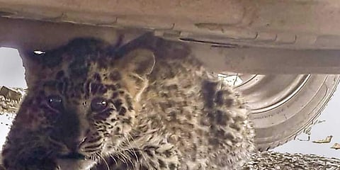 കോടതി കോംപ്ലക്സിന് സമീപം കാര് പാര്ക്ക് ചെയ്തു: തിരികെ വന്നപ്പോള് കാറിനടിയില് പുലിക്കുട്ടി