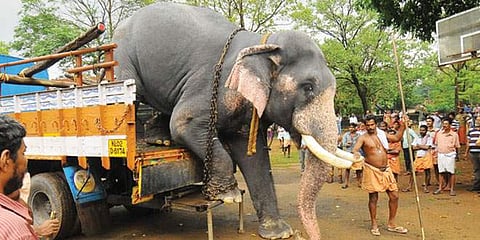 ഇനി കൊന്നാലും നഷ്ടപരിഹാരമില്ല, വന്യജീവി നിര്വചനത്തില് നിന്നും നാട്ടാനയെ ഒഴിവാക്കി