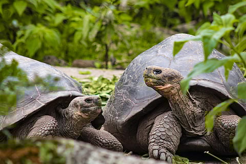 ഗലാപഗോസില് ഇപ്പോഴും ആമകളുണ്ടോ?