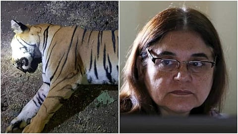 നരഭോജി കടുവയെ വെടിവെച്ച് കൊന്നത് കൊടുംക്രൂരത; അന്വേഷണത്തിന് ഉത്തരവിട്ട് മേനകാ ഗാന്ധി