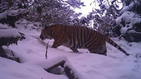 മുകളില് കടുവയുണ്ട്, ഹിമാലയന് യാത്രികര് ജാഗ്രതൈ; ഹിമാലയ പര്വതനിരയില് കടുവയുടെ സാന്നിധ്യം സ്ഥിരീകരിച്ച് ഗവേഷകര്