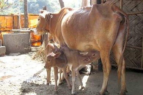 കളിച്ചുല്ലസിച്ച് 'കോൺഗ്രസും ബിജെപിയും' ; തെരഞ്ഞെടുപ്പ് ചൂടിനിടെ കർഷകന്റെ ഇരട്ടക്കിടാവുകൾ