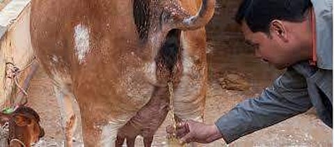 കരള് രോഗത്തിനും പ്രതിരോധ ശക്തിക്കും ഗോമൂത്രം: ഗോ മൂത്രത്തില് നിന്ന് മരുന്നുമായി യുപി സര്ക്കാര്