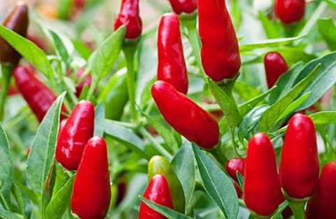 കണ്ണെരിയിച്ച് കാന്താരി വില; കിലോയ്ക്ക് 1300 രൂപ