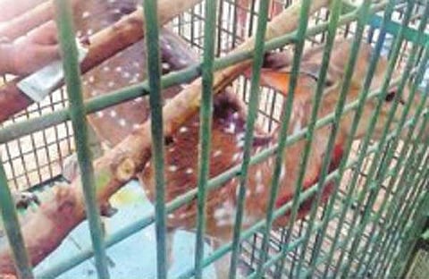 വീട്ടില് പുള്ളിമാനെ വളര്ത്തി, വീട്ടമ്മയെ അറസ്റ്റു ചെയ്തു