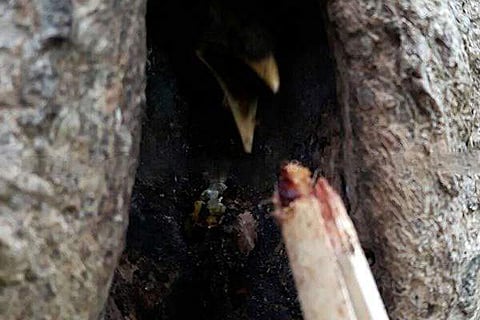 വനം വകുപ്പ് അധികൃതര് കഴിഞ്ഞദിവസം കുഞ്ഞു വേഴാമ്പലിന് ഭക്ഷണം നല്കുന്നു