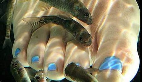 ഫിഷ് സ്പാ വിചാരിക്കുന്നത്ര സുരക്ഷിതമല്ല: ഹെപ്പറ്റൈറ്റിസ് മുതല് എച്ച്ഐവി വരെ പടരുമെന്ന് മുന്നറിയിപ്പ്