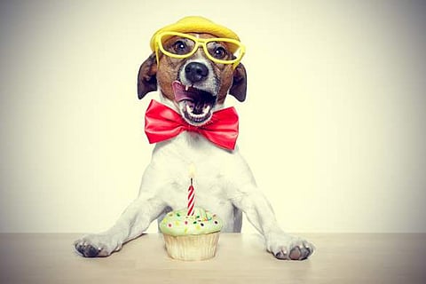 വേനലില് നായ്ക്കള്ക്കും വേണം പ്രത്യേക പരിചരണം