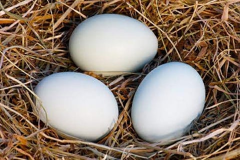 പാമ്പുവിഷത്തിന് പ്രതിവിധി കോഴിമുട്ട ? ; കണ്ടെത്തലുമായി ശ്രീചിത്ര ഇൻസ്റ്റിറ്റ്യൂട്ട്