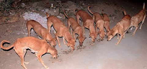 ഈ ഗ്രാമത്തിലെ തെരുവു നായ്ക്കള് കോടിപതികളാണ്