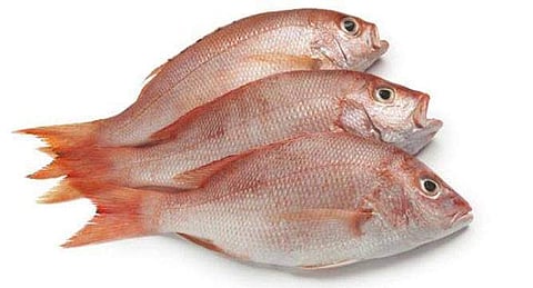 മീനില് വിഷമുണ്ടെന്ന് കരുതി ഇനി കഴിക്കാതിരിക്കേണ്ട: വിഷമുള്ള മീന് കണ്ടെത്താനുള്ള സാങ്കേതികവിദ്യയുമായി ഫിഷറീസ് വകുപ്പ്