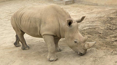 ഏഴ് വയസുകാരി വിക്ടോറിയ ഗര്ഭിണിയായി; വടക്കന് വെള്ള കാണ്ടാമൃഗങ്ങളുടെ ഭാവി ഇനി വിക്ടോറിയയെ ആശ്രയിച്ച്