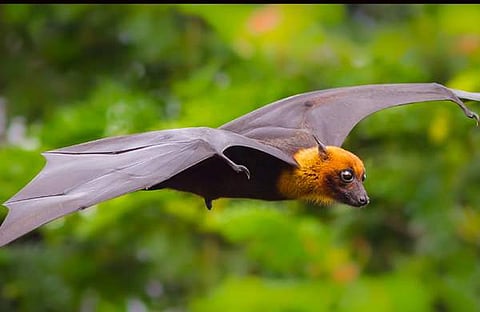 പഴങ്ങളില് നിപ്പയ്ക്കു ജീവിക്കാനാവില്ല, വവ്വാല് കടിച്ച പഴം കഴിച്ചാലും വൈറസ് പകരില്ലെന്ന് വൈറോളജി ഡയറക്ടര്