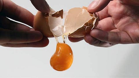 egg