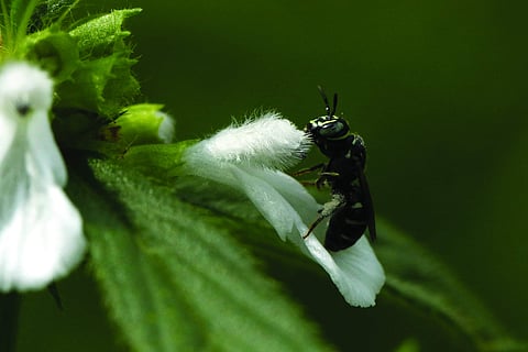 തുമ്പയുടെ ചെറുത്തുനില്പ്പ്