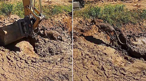 മാലിന്യത്തില് കുടുങ്ങി അപകടത്തിലായ കംഗാരുവിനെ പുറത്തെടുത്തത് ജെസിബി ഉപയോഗിച്ച്