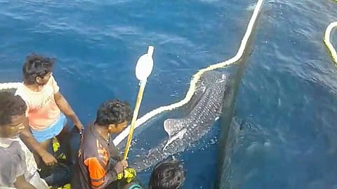 വലയില് കുടുങ്ങിയത് തിമിംഗല സ്രാവ്: അതിനെ മീന്പിടിത്തക്കാരന് കടലിലേക്കു തന്നെ വിട്ടത് എന്തിനാണ്?