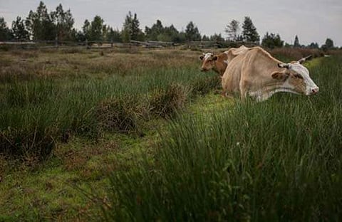 ചെര്ണോബില് ആണവ ദുരന്തം: പശുവിന് പാല് ഇപ്പോഴും വിഷമയം; ദുരന്തത്തില്നിന്നു കരകയറാനാവാതെ ഒരു ജനത