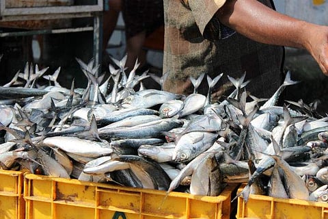 മുൻകൂട്ടി ബുക്കിങ് വഴി മീൻ വാങ്ങാം; പുതിയ ആപ്പുമായി ഫിഷറീസ് വകുപ്പ്