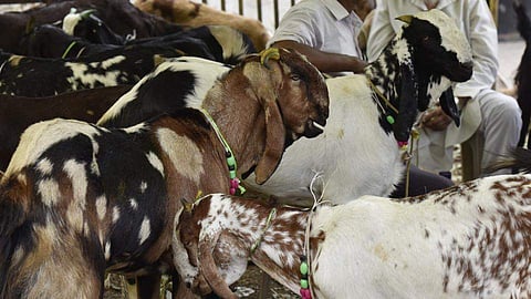 ബലിപെരുന്നാളിന് മുന്പ് മൃഗബലിക്കെതിരെ കേന്ദ്രം; മാര്ഗനിര്ദേശങ്ങള് ലംഘിച്ചാല് കര്ശന നടപടി