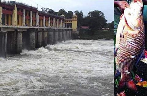 ആര്ത്തലച്ചുപായുന്ന വെള്ളത്തില് വലയില് കുടുങ്ങിയ മീന് കണ്ട് അവര് ഞെട്ടി; ഭൂതത്താന് കെട്ടില് കിട്ടിയത് ഭീമന് കട്ല