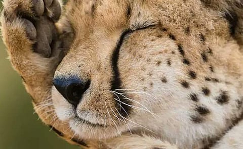 മുറിയില് വന്ന് നോക്കിയപ്പോള് കണ്ടത് കുഞ്ഞുങ്ങള്ക്കൊപ്പം ഉറങ്ങുന്ന പുലിയെ: പിന്നീട് സംഭവിച്ചത്