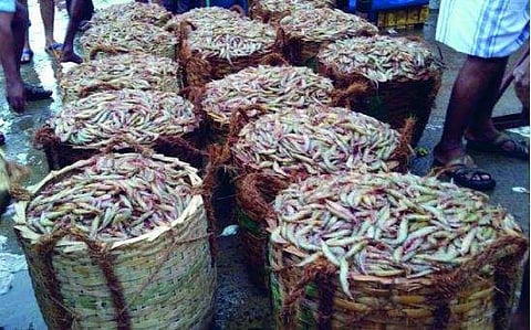 ട്രോളിംഗ് നിരോധനം കഴിഞ്ഞു; പുന്നപ്ര ചള്ളിയില് ചാകര