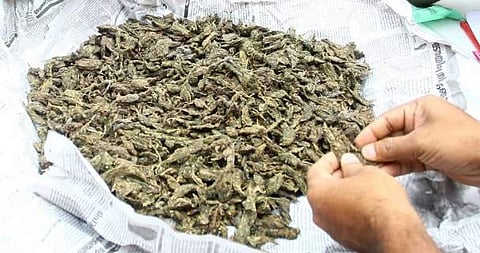 അന്പത് കിലോ കഞ്ചാവുമായി രണ്ട് പേര് പിടിയില്