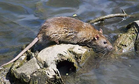 എലിപ്പനി: സംസ്ഥാനത്ത് മൂന്നാഴ്ച അതീവ ജാഗ്രത; ഒന്പത് മരണം കൂടി