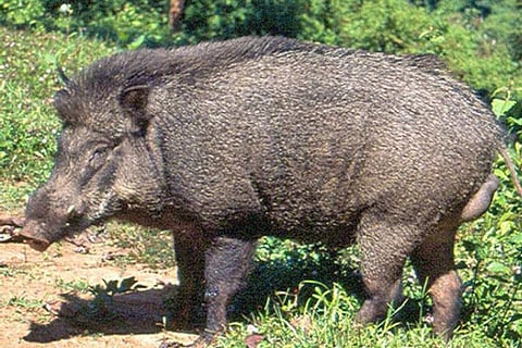 പ്രതീകാത്മക ചിത്രം