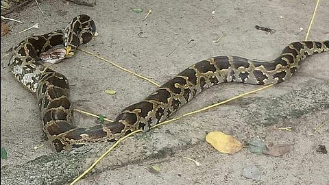 അപ്രതീക്ഷിത അതിഥിയെ കണ്ട് വീട്ടുകാർ വിരണ്ടു ; വീട്ടുവരാന്തയിൽ വിരുന്നെത്തിയത് കൂറ്റൻ മലമ്പാമ്പ്