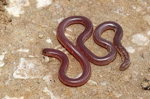 വയനാട്ടില് ഇരുതലമൂരികള് കൂട്ടത്തോടെ പുറത്തേക്ക്, വരള്ച്ചയുടെ സൂചനയെന്ന് വിലയിരുത്തല്