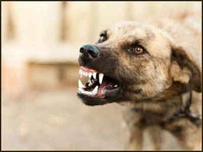 വീണ്ടും തെരുവ് നായ ആക്രമണം ; ആറുമാസം പ്രായമുള്ള കുഞ്ഞിനെ കടിച്ചുപറിച്ചു ; ഗുരുതര പരുക്ക്