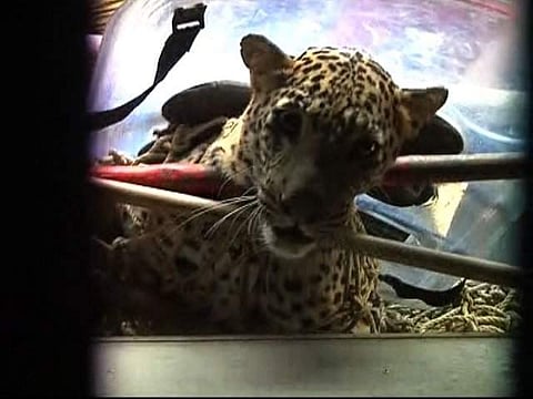 ജനവാസമേഖലയില് പട്ടാപ്പകല് പുലിയിറങ്ങി; മൂന്ന് പേര്ക്ക് പരുക്ക്; പിടിയില് ( വീഡിയോ)