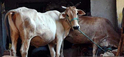 ട്രാക്ടര് തട്ടി പശു ചത്തു: ഗോഹത്യ ആരോപിച്ച് കര്ഷകനും കുടുംബത്തിനും വിലക്കേര്പ്പെടുത്തി ഗ്രാമം