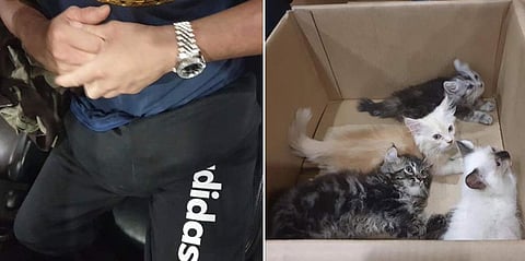 ട്രൗസറിൽ ഒളിപ്പിച്ച് നാല് പൂച്ചക്കുട്ടികളെ സിംഗപ്പൂരിലേക്ക് കടത്താൻ ശ്രമം; യുവാവ് പിടിയിൽ