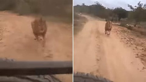 വാഹനത്തെ വിടാതെ പിന്തുടര്ന്ന് സിംഹം, പരിഭ്രാന്തിയില് വിനോദ സഞ്ചാരികള് (വീഡിയോ)